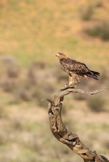 Tawny Eagle