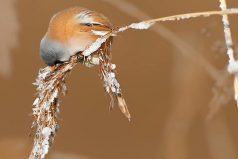 Bearded reedling