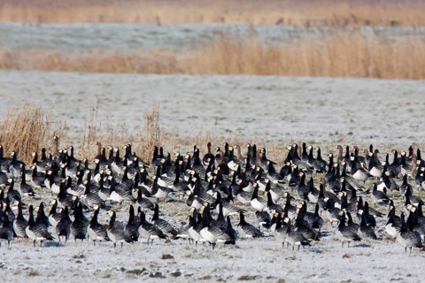 Barnacle goose