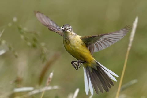 Blue-headed wagtail
