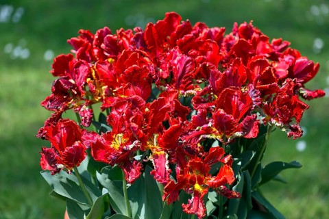 Parrot tulips