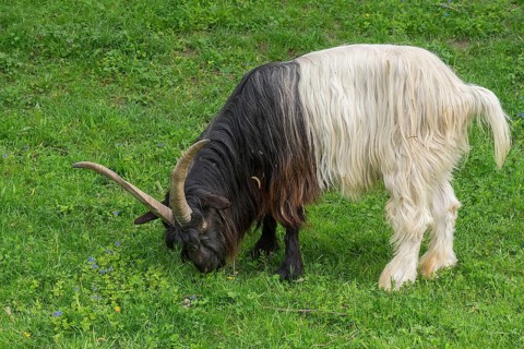 Wallis black-necked domestic goat