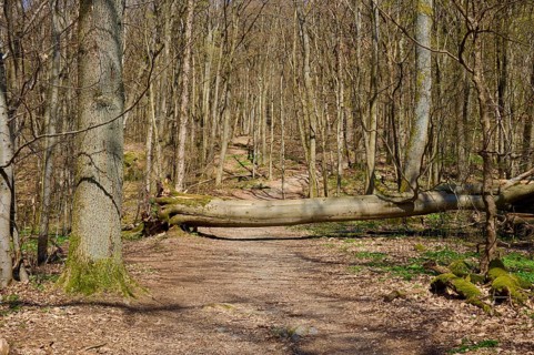 Forest path