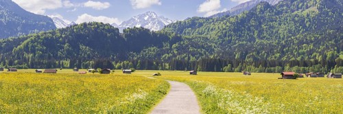 Alpine meadow