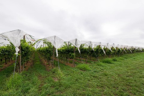 Vineyard covered with protective nets