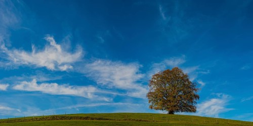 Common beech