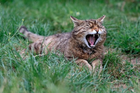 European wildcat