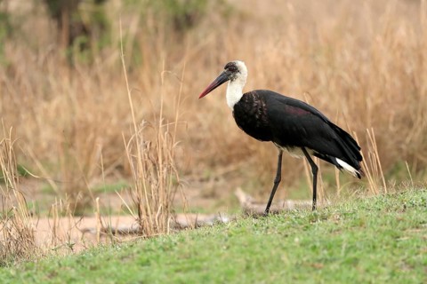 African Woolly-necked Stork