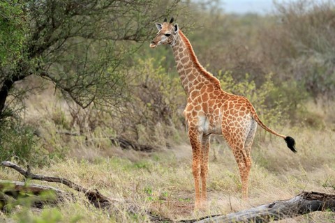 Southern giraffe