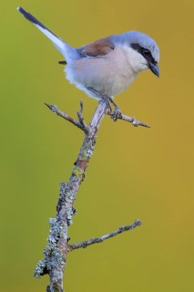 Red-backed Shrike