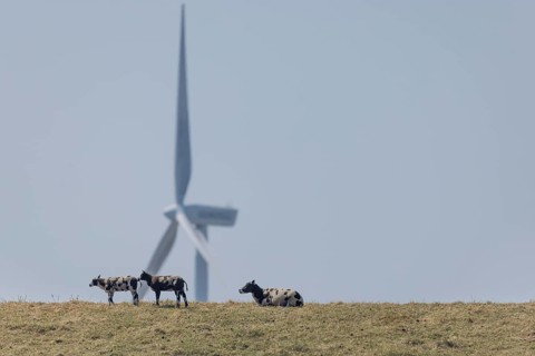 Sheep standing on a dike by the sea in front of a wind turbine for wind energy