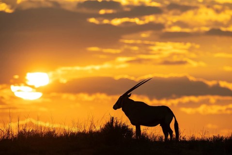 Gemsbok