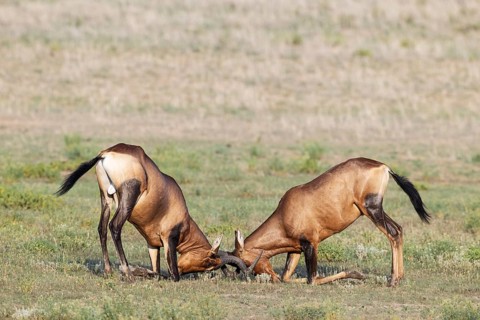 Red Hartebeest
