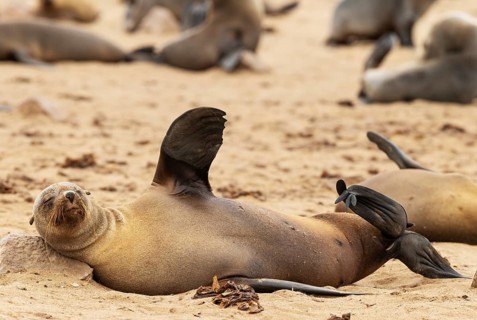Cape Fur Seal