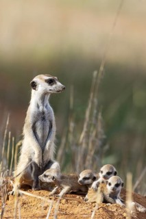 Suricate