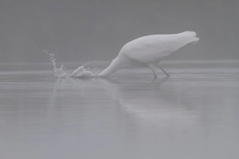 Great egret