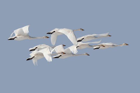 Whooper Swan