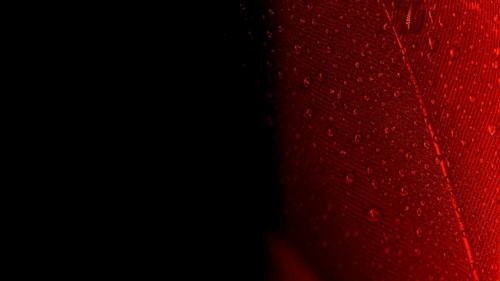 Abstract macro shot red peacock feather black backdrop