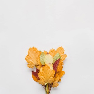 Bouquet autumn leaves white background