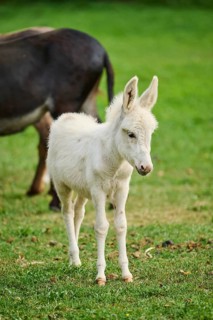 Donkey
