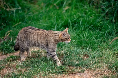 European wildcat