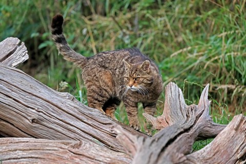 European wildcat