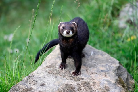 European polecat