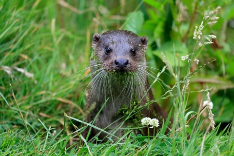 European otter