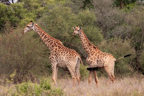 Southern giraffe