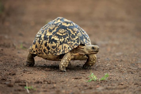 Leopard tortoise