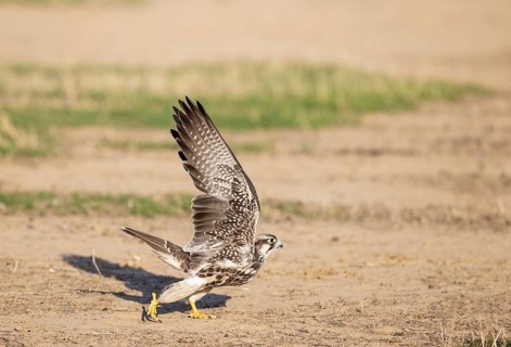 Lanner Falcon