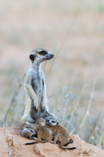 Suricate