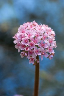 Shield leaf flower