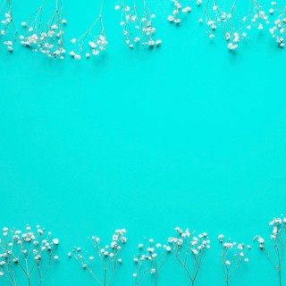 White flowers blue