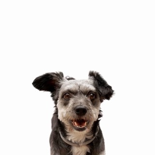 Cute mixed breed puppy with