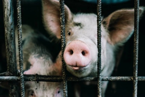 Small pink piglet nose peeking from metallic cage