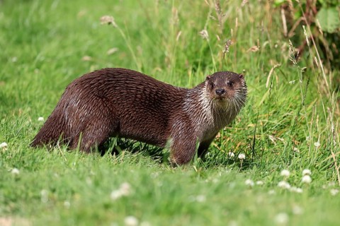 European otter