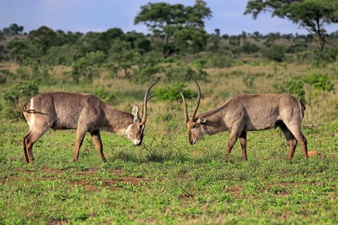 Ellipsen waterbuck