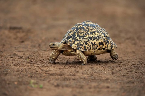 Leopard tortoise