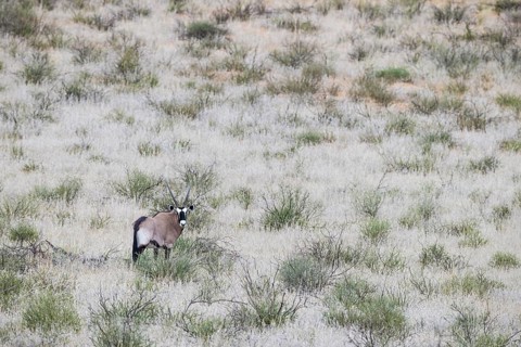 Gemsbok