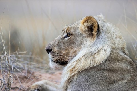 Lion