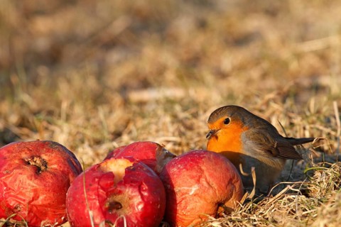 European robin