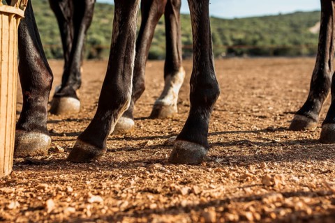 Close up legs stud horses