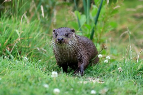 European otter