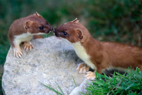 Ermine