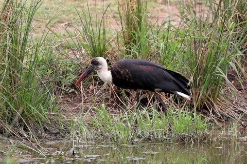 African Woolly-necked Stork