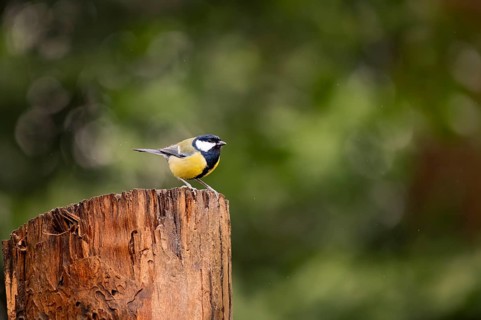 Great Tit