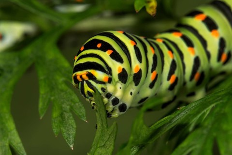 Swallowtail
