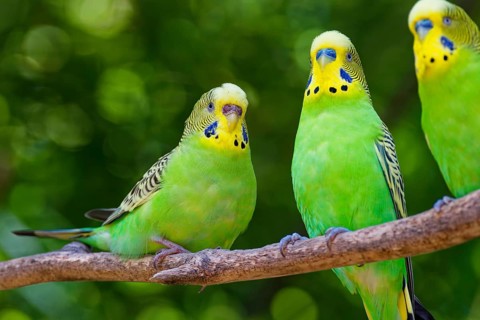 Budgie