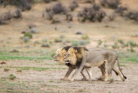 Lion